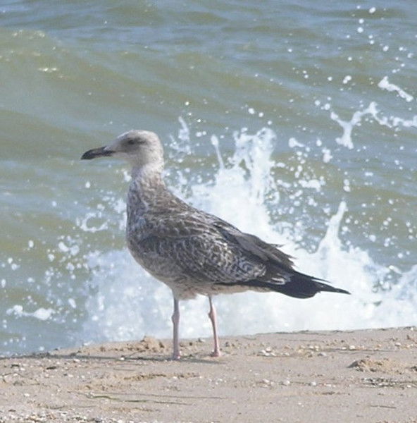 Ольга Гурина