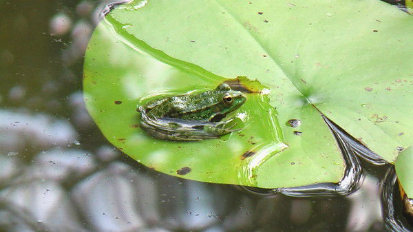 Леля Лялина