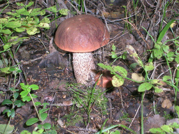 Руслан Шахмаметов