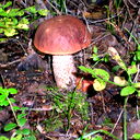 Руслан Шахмаметов