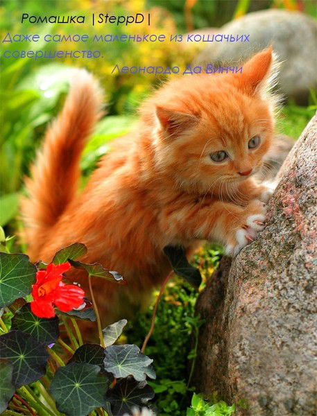 Ромашка |Steppd|