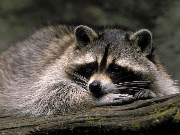 Полина Сычёва