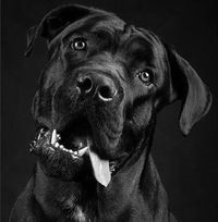 Андрей Амбарчян