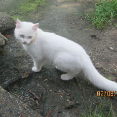 Даша Костина