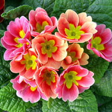 Жанар Мухамеджан