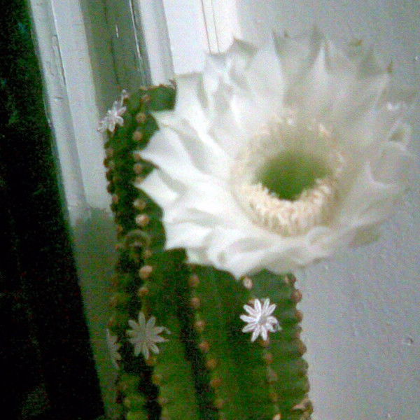 Наташа Кочерга