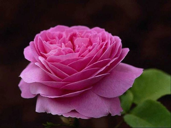 Нурфия Шаяхметова