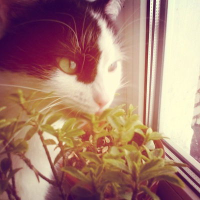 Анастасия Сивкова