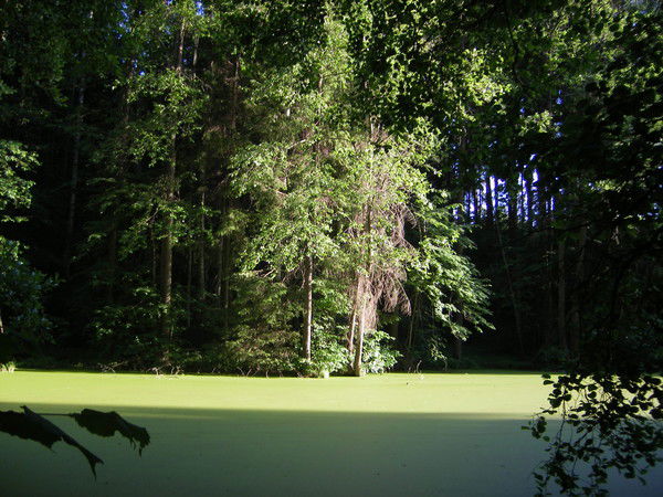 Виталий Балабанов