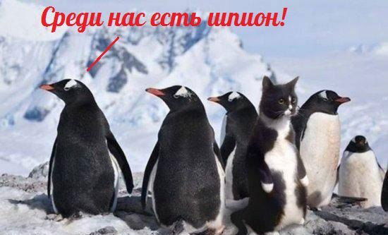 Кот В Мешке