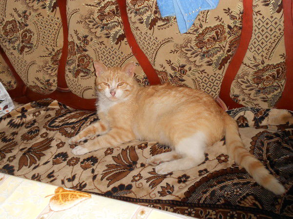 Динар Фатехов