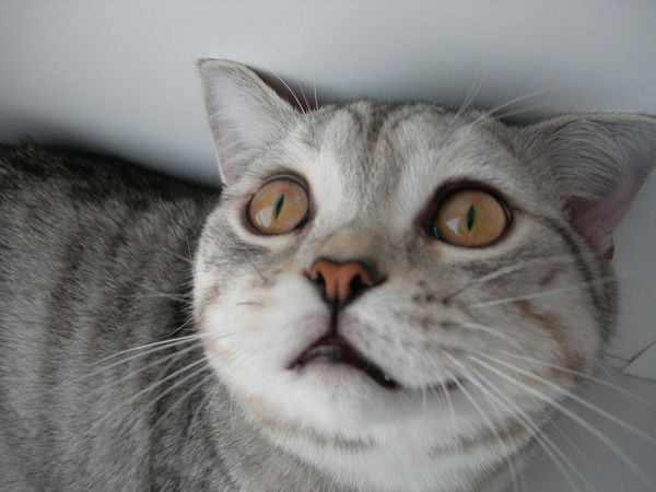 Бенжан Ионесси