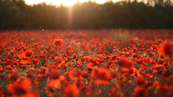 Zeynab(Zeynep) Aliyeva(Baysal)