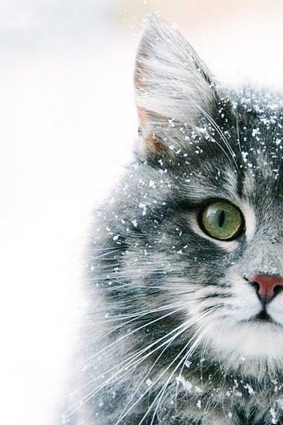 Котёнок Гав ^^