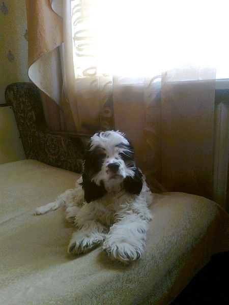 Константин Бабков