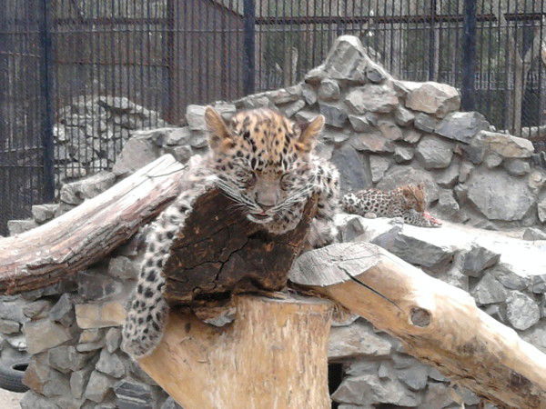 Наталья Климова