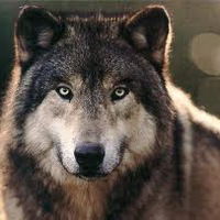 Никита Сотник