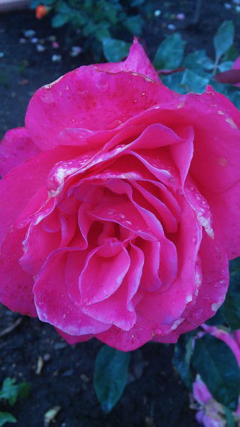 Софья Матвеева