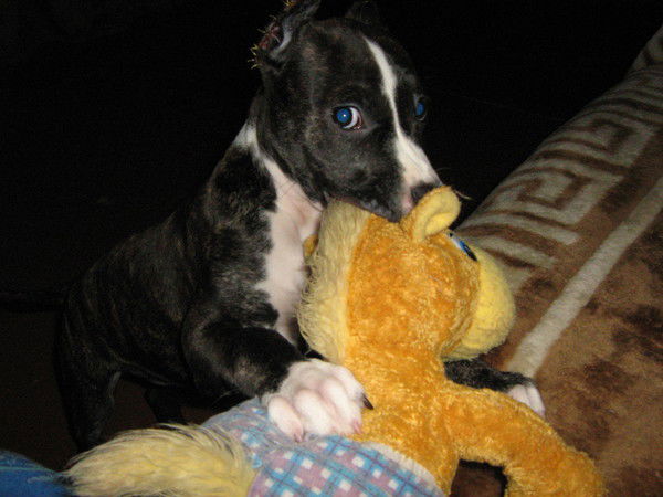 Елена Иванова