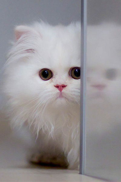 Елена Горшкова