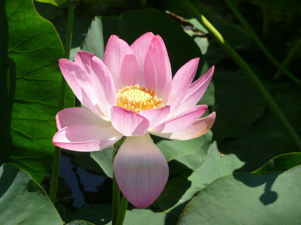 Олеся Максимчук