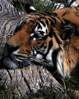 Андрей Дружинин