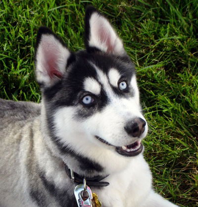 Даник Кириллов