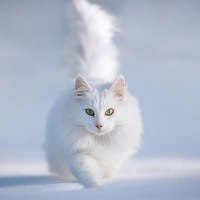 Вероника Федорова