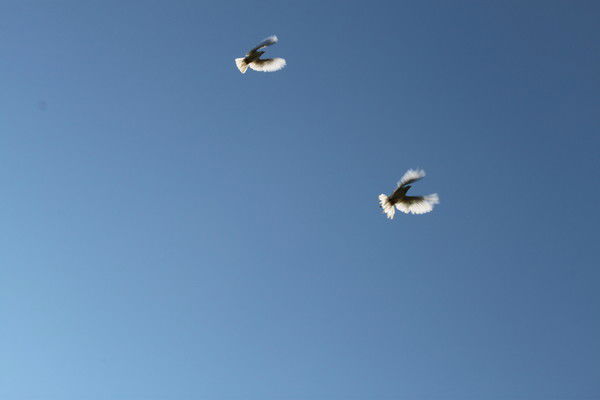 Прокопенко Наталья