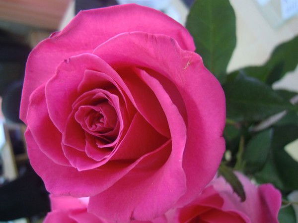 Роза Салдаева