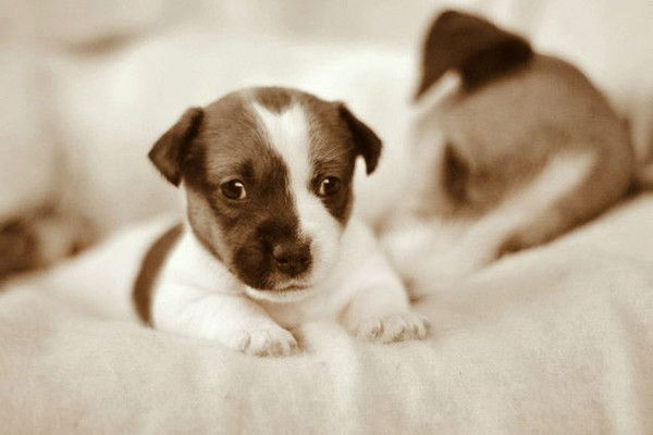 Алена Шведова