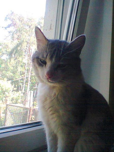 Галина Варникова