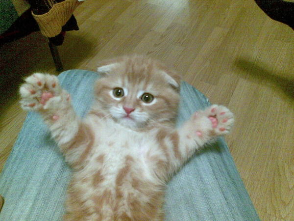 Александр Дворцов