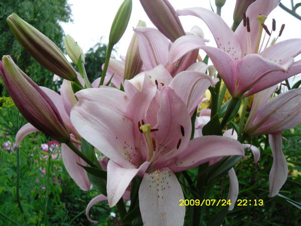 Таня Крячко