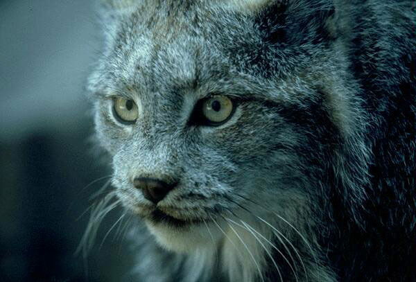 Лариса Головко