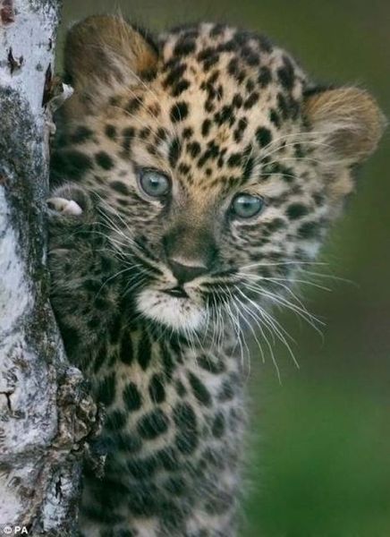 Бэн Щимящий Ппц