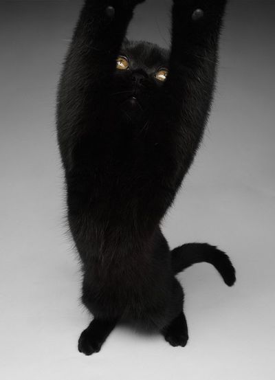 Барся Пантерко