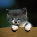 Анатолий Лузан