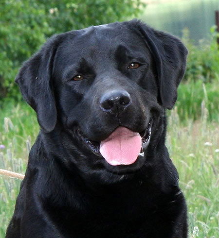 Вася Максютинський