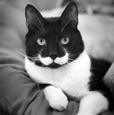 Алексей Носов