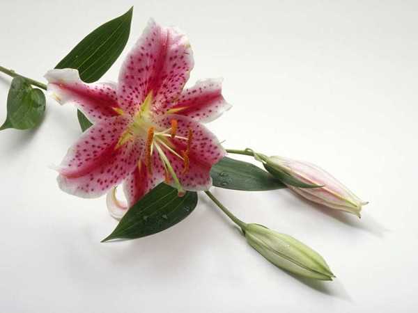 Наталья Шостова