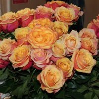 Екатерина Солонина