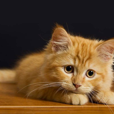 Алёна Угрюмова