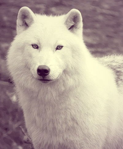 Миша Косяков