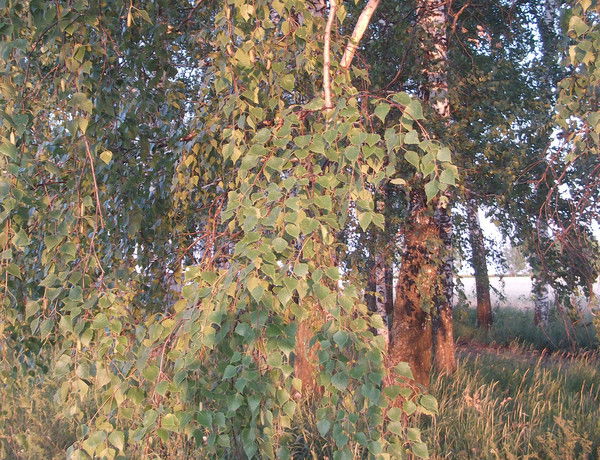 Оксана Печенкина