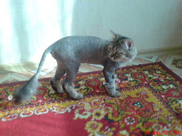 Олесенька Шапокляк