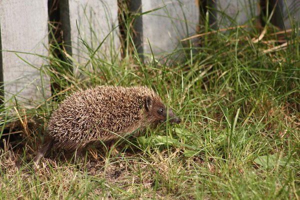 Александр Крутиков