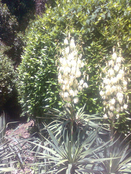 Западные Ворота