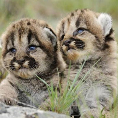 Лиза Родина