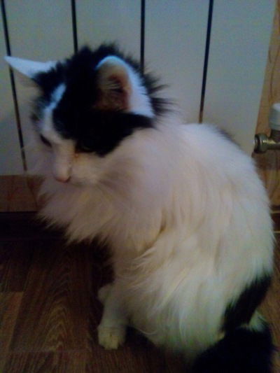 Лиза Морозова